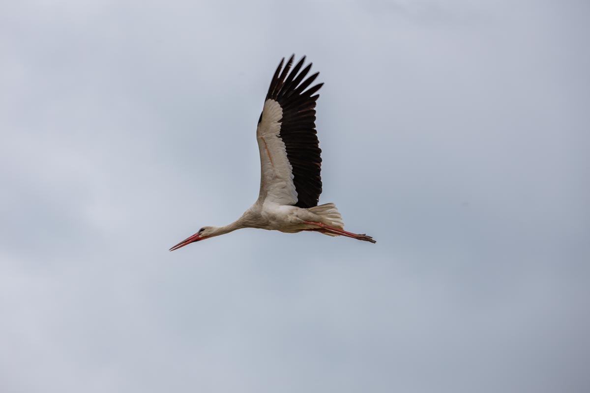 Stork Romania