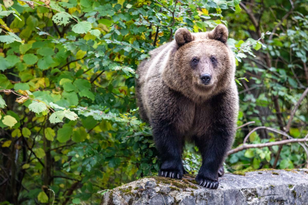The Brown Bear, Romania