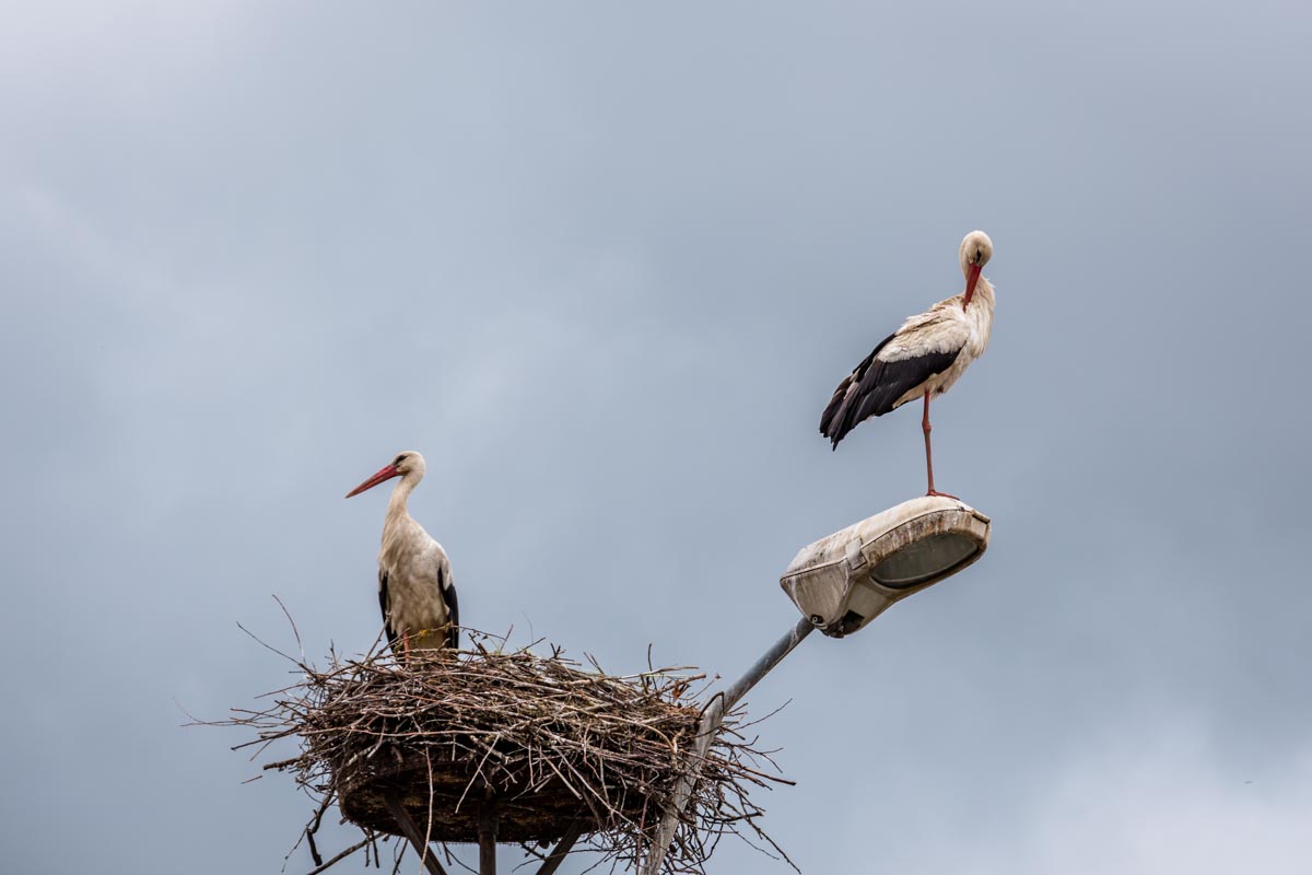 Storks Romania