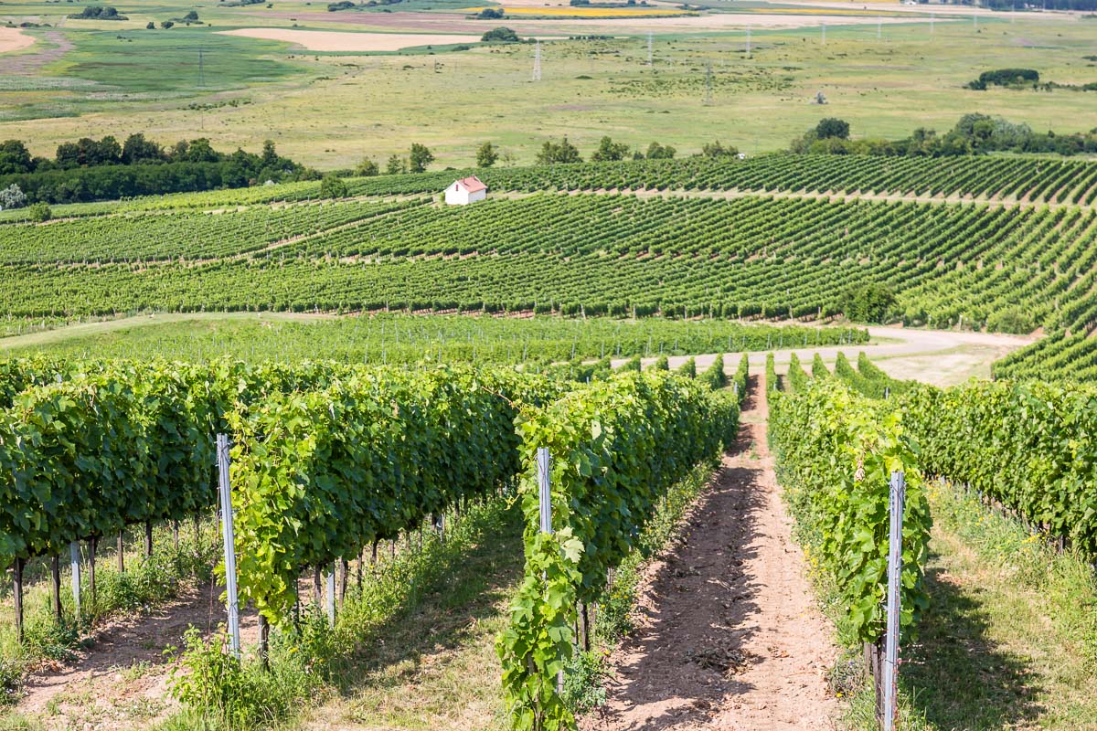 Romanian vineyards